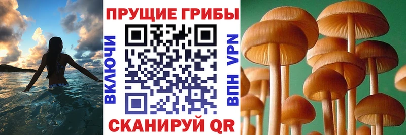 Псилоцибиновые грибы прущие грибы  наркотики  Наволоки 